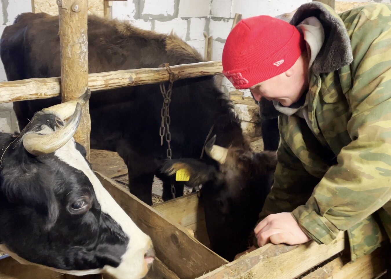 А не переехать ли... в коровник?